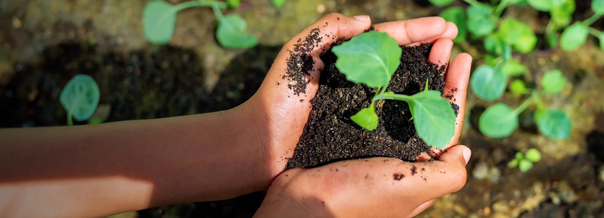 Mãos segurando terra com uma muda